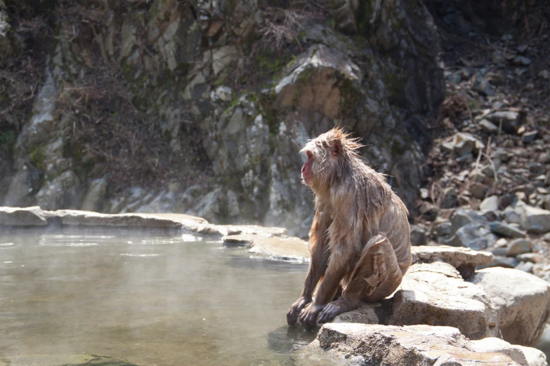 a monkey sitting on the side of a mountain covered in mist