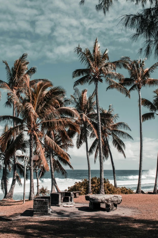 trees near the beach and water during the day