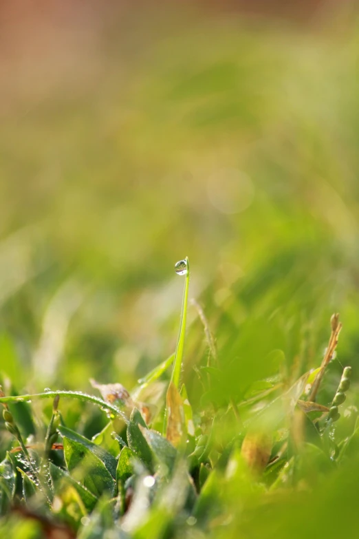 the small leafy green grass is shown in close up