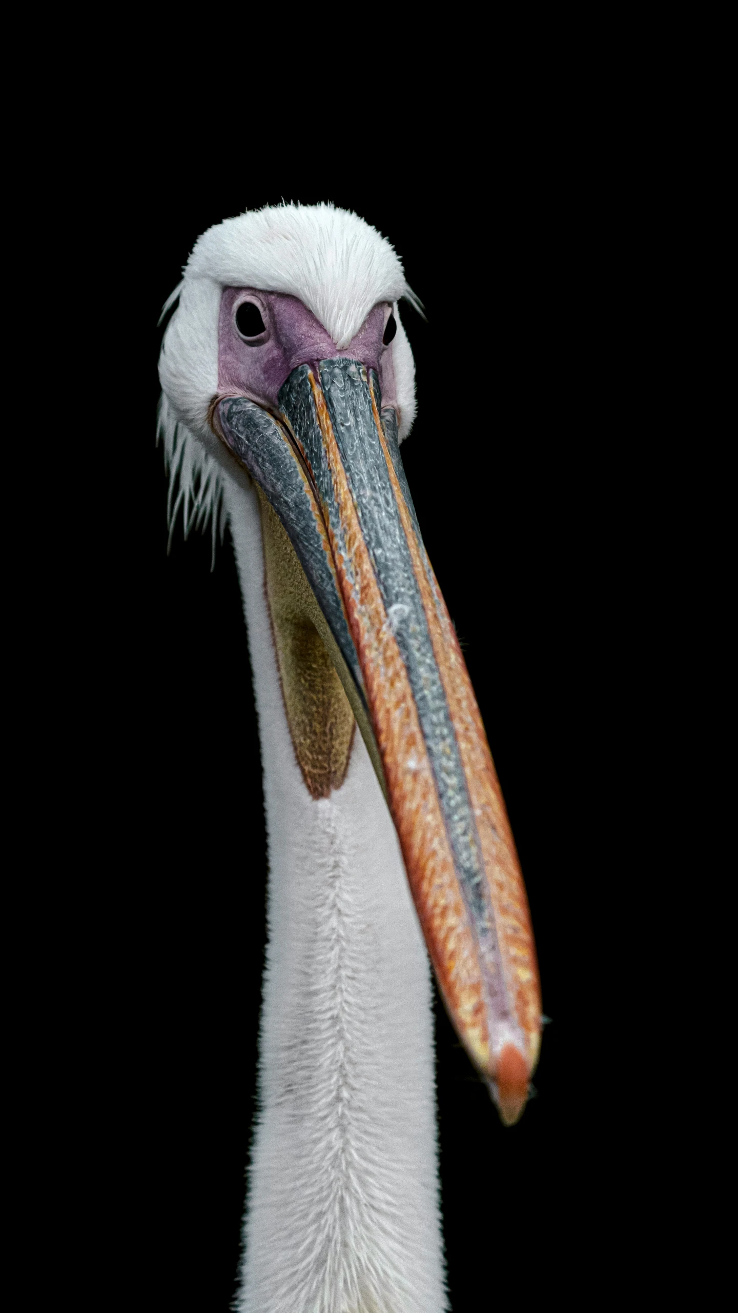 an exotic white and purple bird with a black background