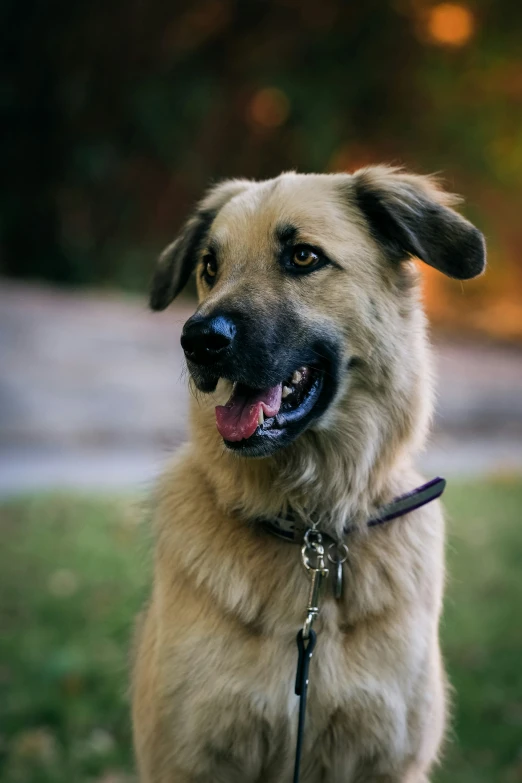 a dog sitting in the grass with a smile on his face