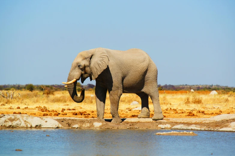 an elephant in africa stands by a water hole