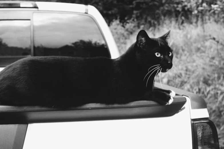 a black cat is sitting on the top of the car