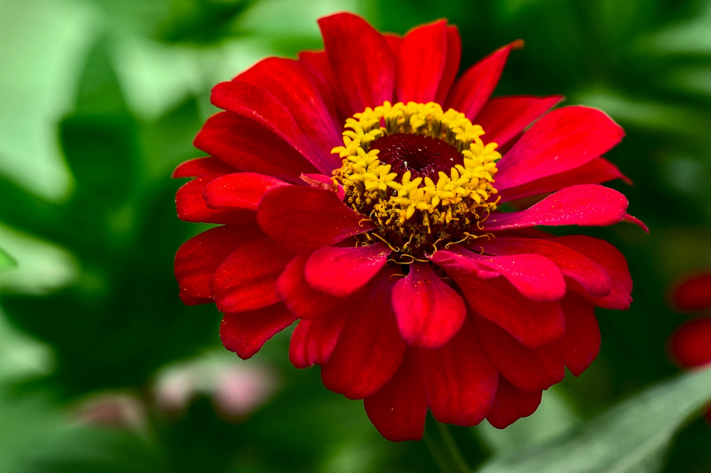 closeup of red and yellow flowers in a garden