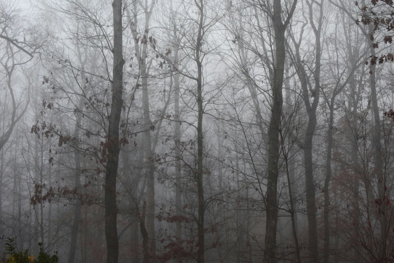 there are trees with no leaves in the fog