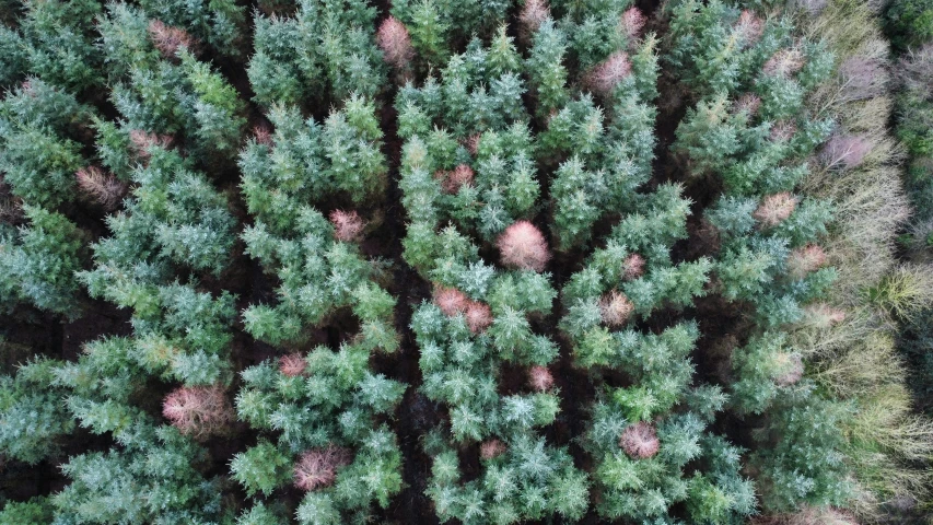 a group of pine trees top down from above