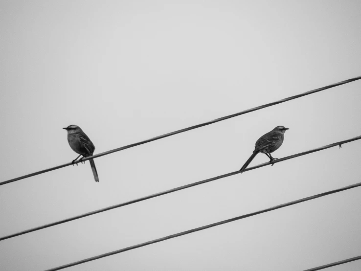 two birds perched on top of an electric wire