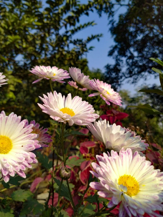 flowers in front of a lot of trees