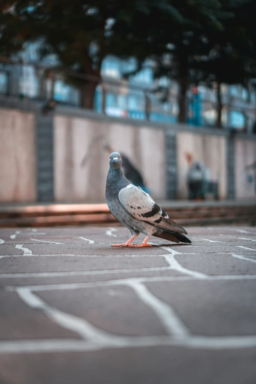 there is a bird that is standing on the pavement