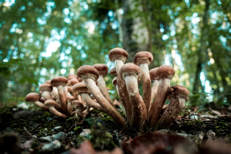 a group of mushrooms are sitting in the woods
