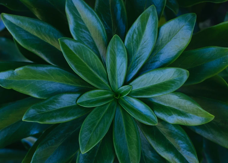 close up of leaves and the center of a plant