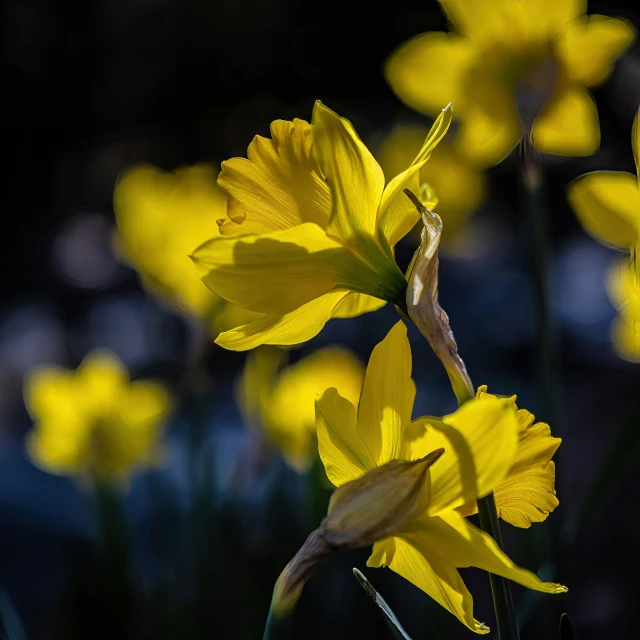 yellow flowers with green stems in the sun