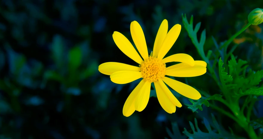 bright yellow flower in the middle of green leafy plants