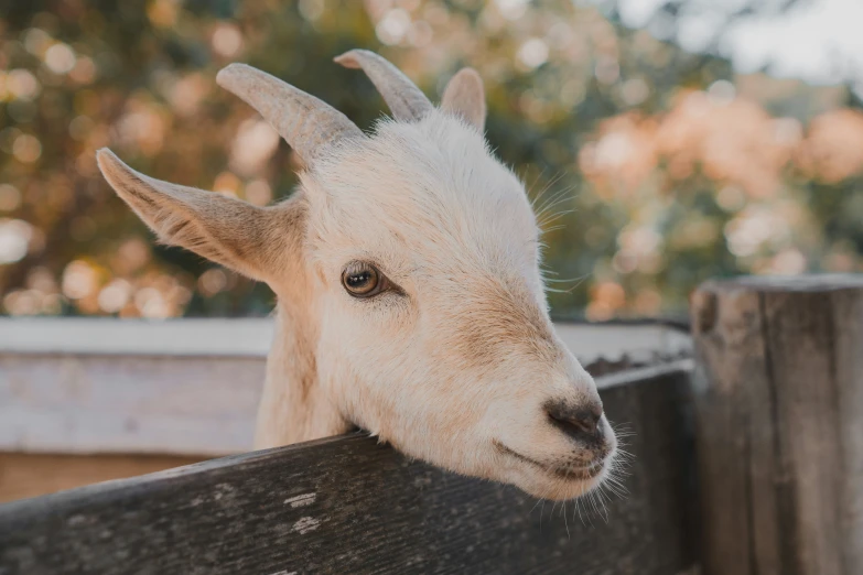 a closeup of an animal that is leaning over the fence