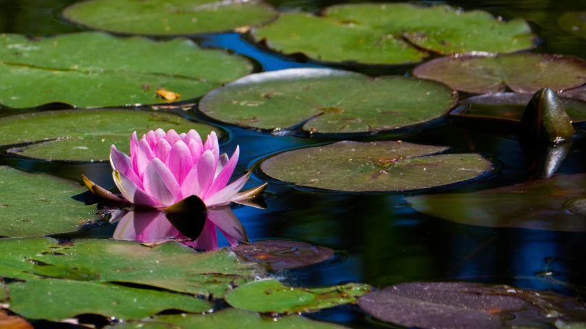 water lily flower blossoming among green leaves in lake