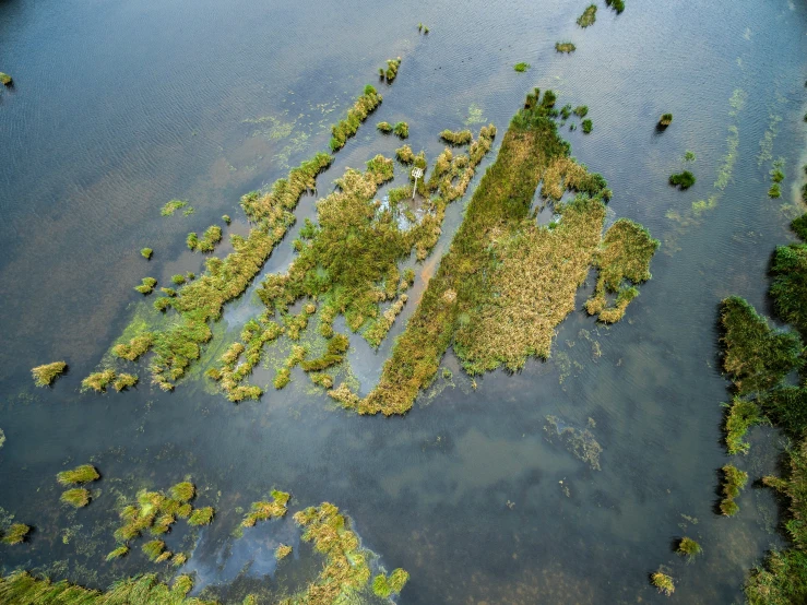 aerial view of lake with algae covering it