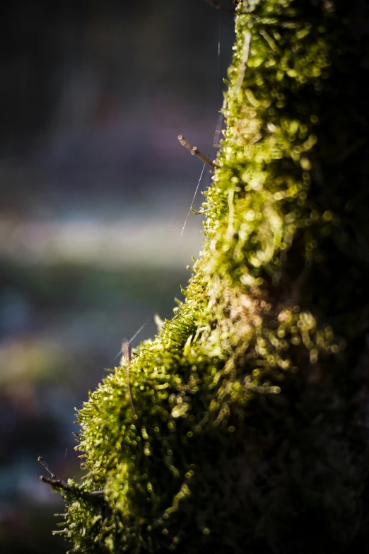 a bird is perched on a mossy tree