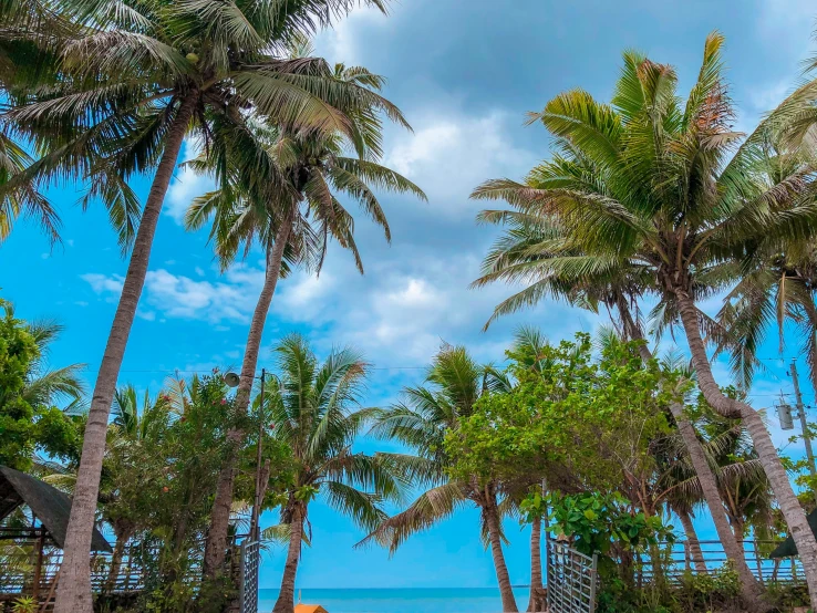 the people are riding their bicycles under the palm trees