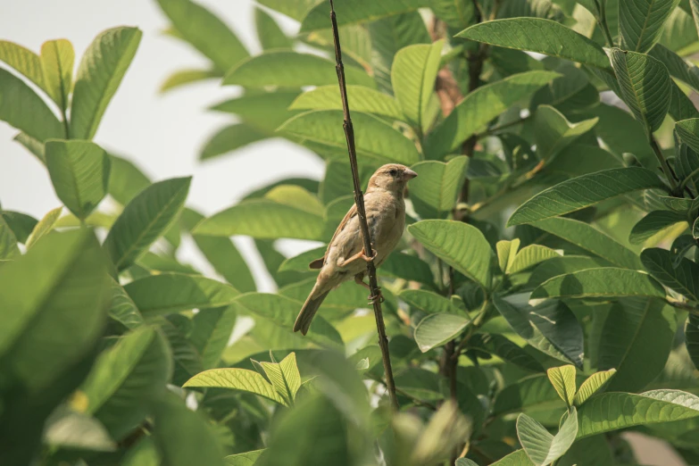 a bird sits on a nch surrounded by green leaves