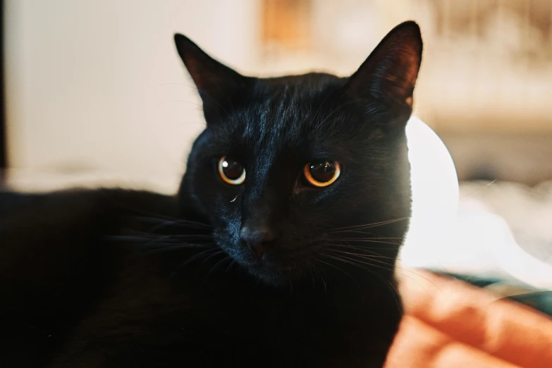 black cat laying on bed looking to the side