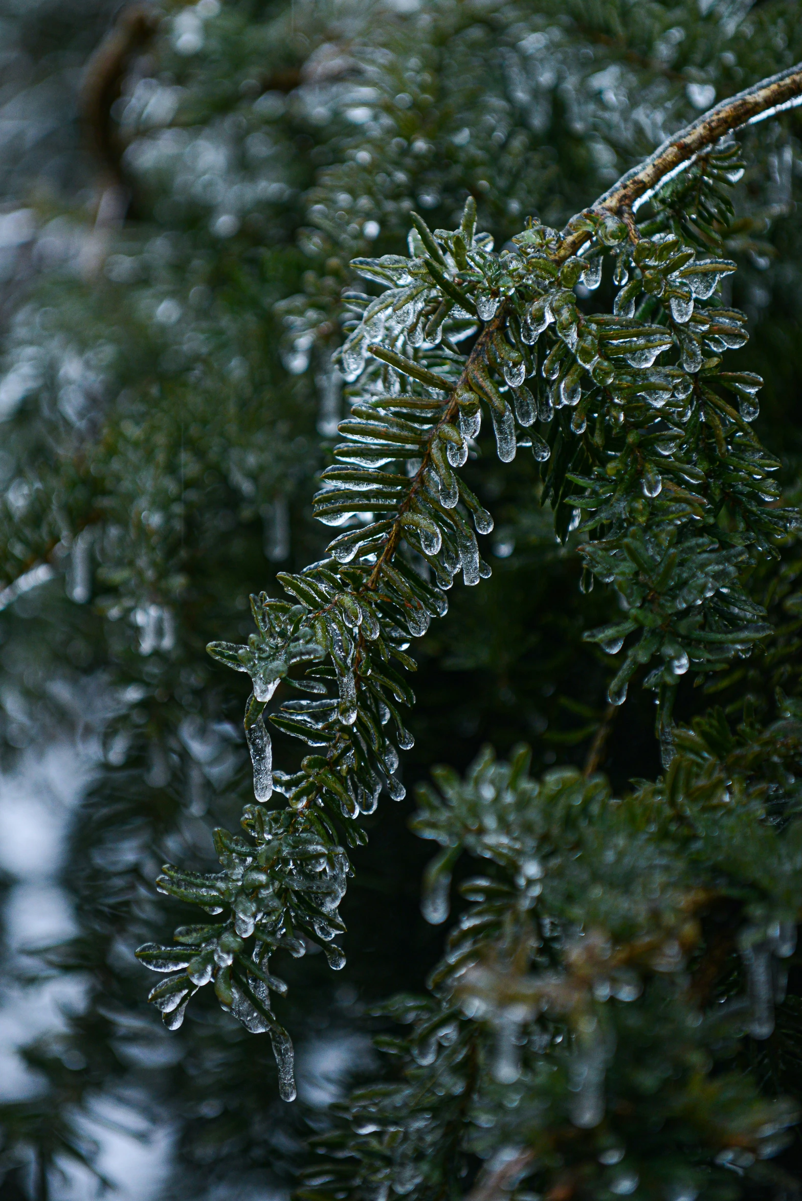 a close up of water droplets on a pine tree nch