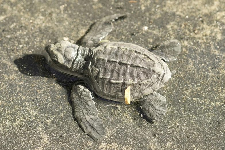 a baby turtle sitting on the pavement next to the street