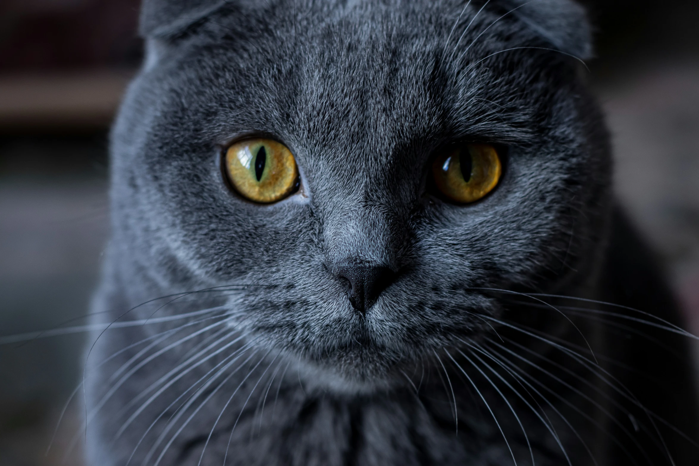 a close up of a gray cat with yellow eyes