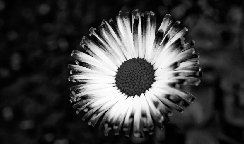 a daisy looking down in black and white