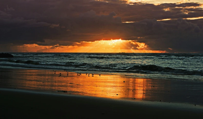 some birds walking along the shore line of the beach as the sun sets