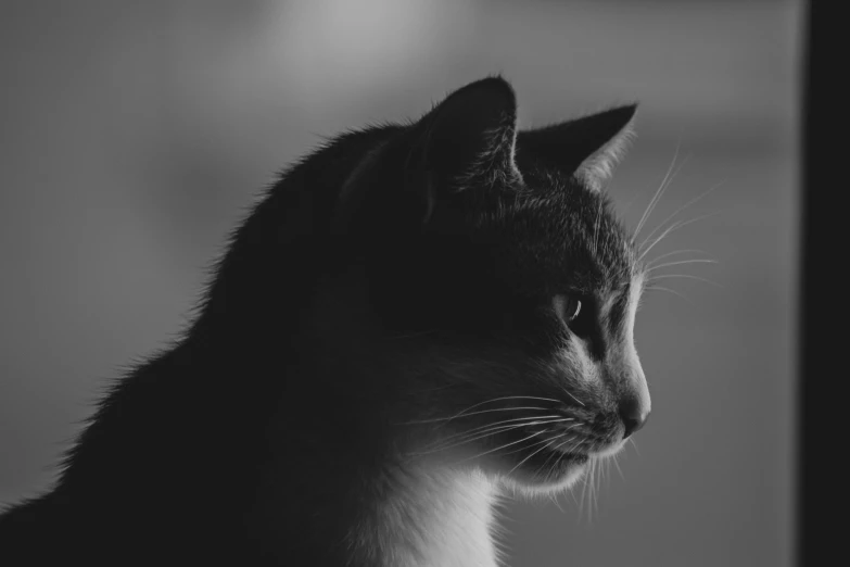 a cat looking away from the camera with the other side looking