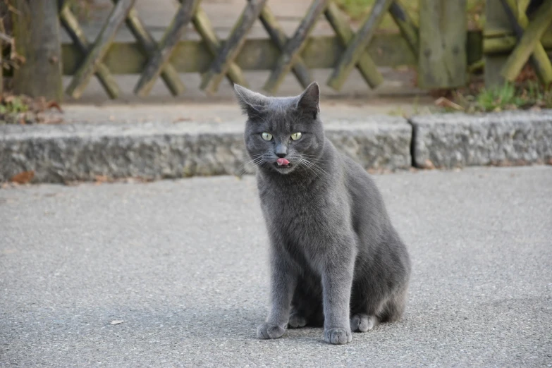 a gray cat with big green eyes sitting down