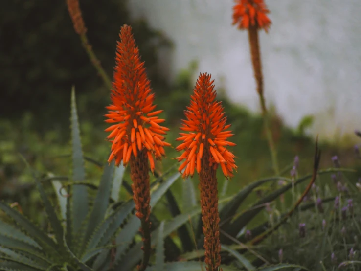 there are three orange flowers in the grass