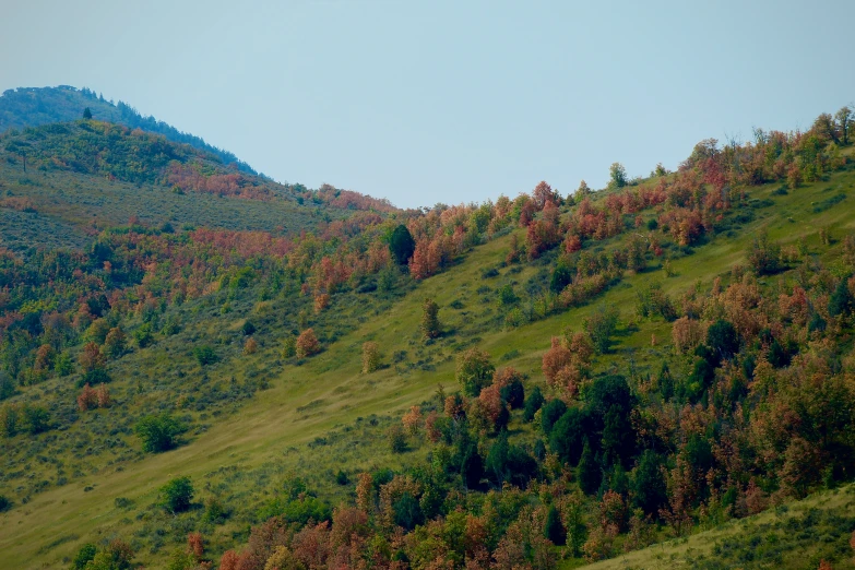 a steep grassy hillside with tree's and grass on the bottom