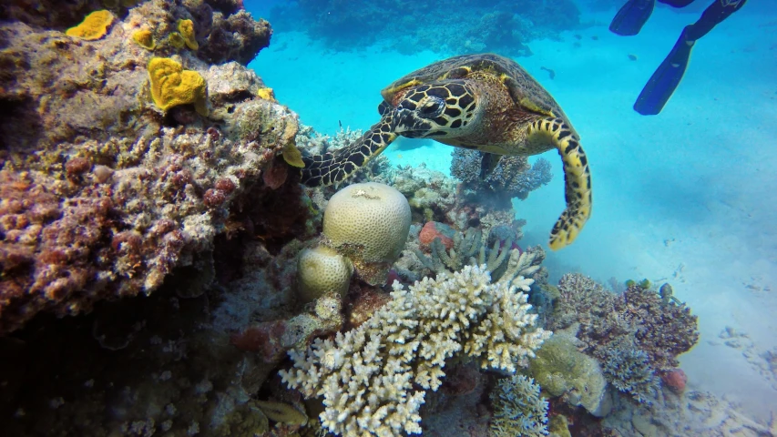 a turtle eats some hard boiled oysters on the coral