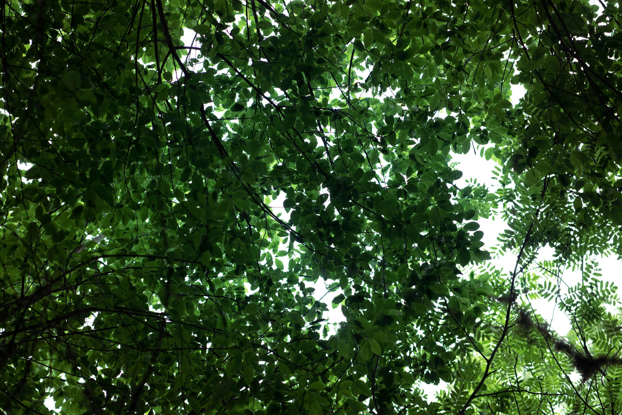 the top of a canopy, looking up at the trees