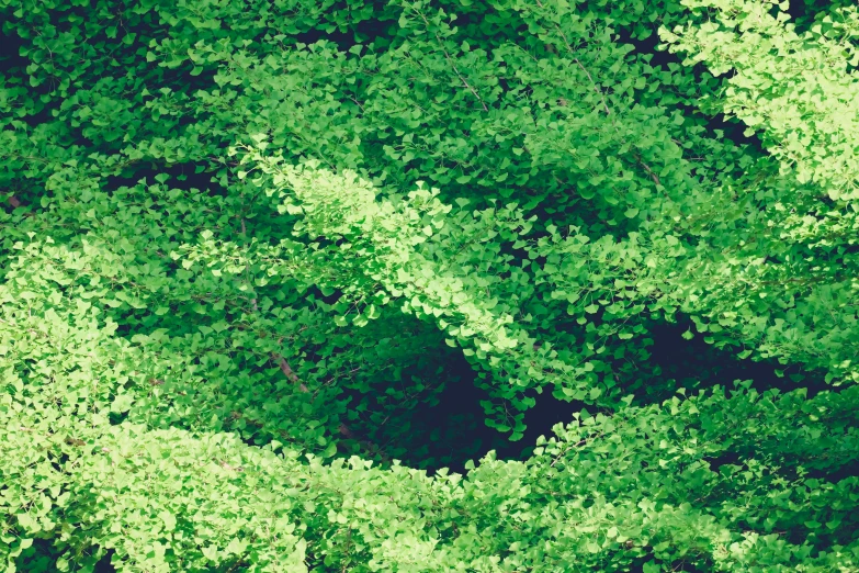 the view from above of an aerial view of green trees