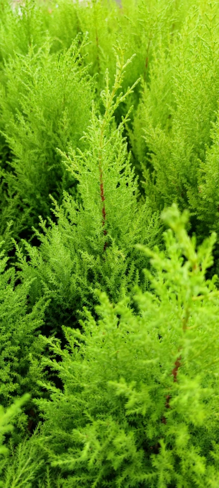 green plants growing in the shade near the street