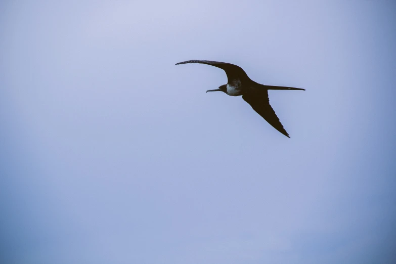 a large black and white bird in the sky