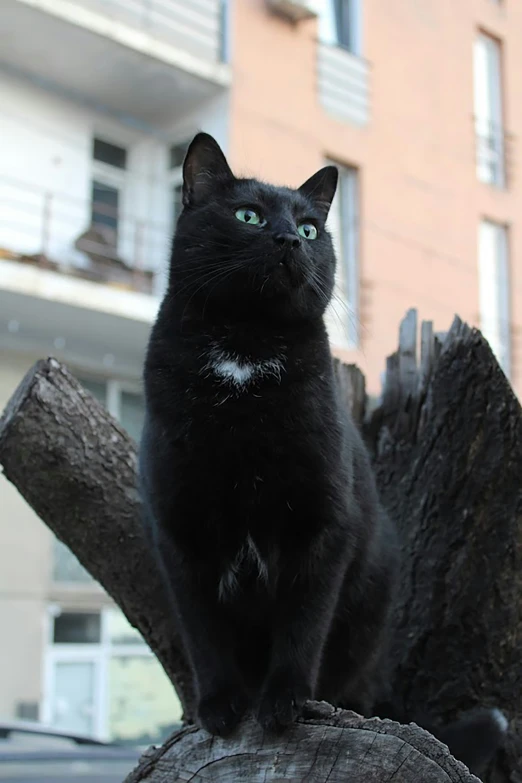 the cat is sitting on top of a tree stump