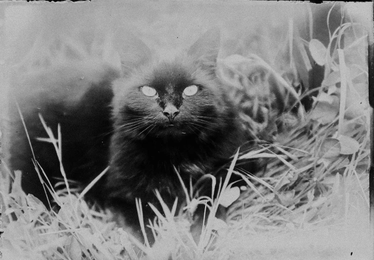 a cat that is sitting in the grass