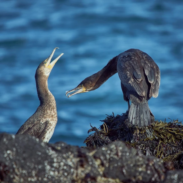 the two birds are playing with each other on the rock