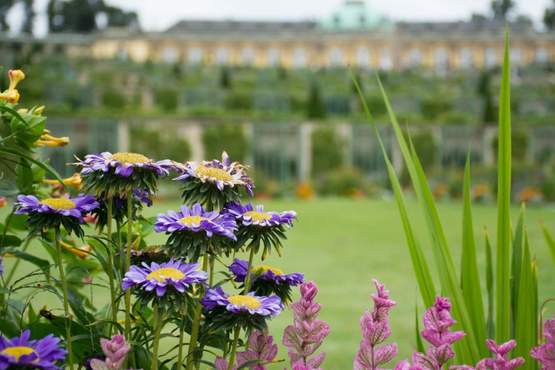 colorful flowers bloom in a garden next to a green lawn