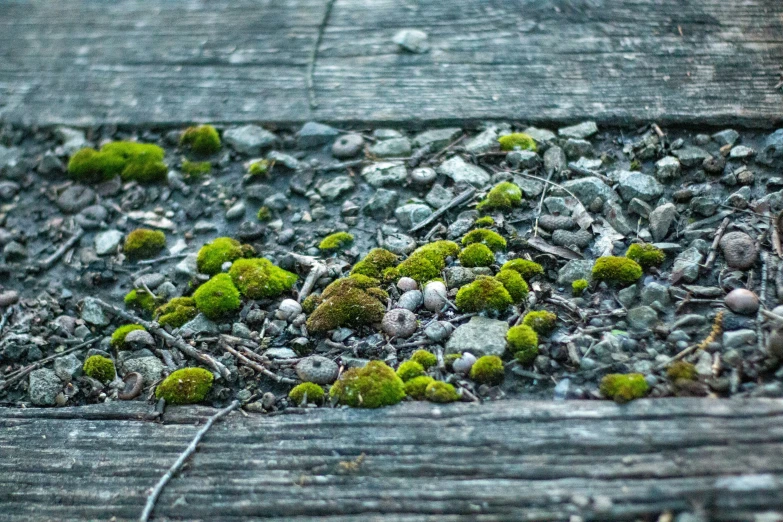 an object with green algae is laying in a gravel