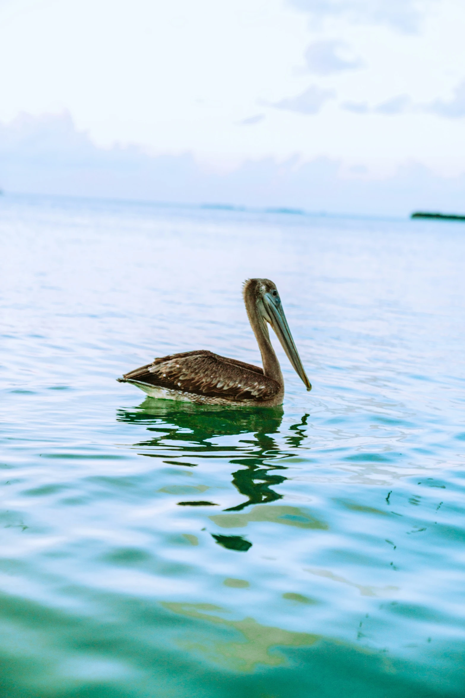 a brown and white bird sitting in the water