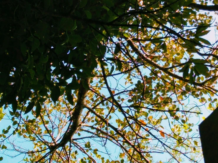 tall leafy tree next to street lamp with clock tower in background