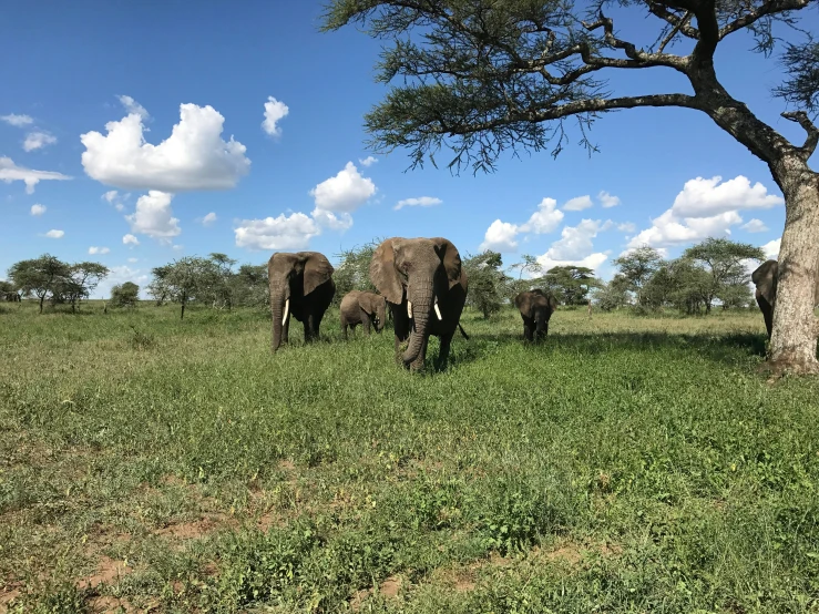 elephants walking in the wild together on the grass