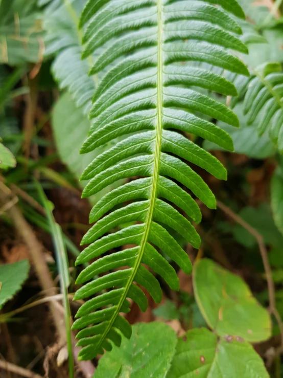 a close up of a green plant with large leaves