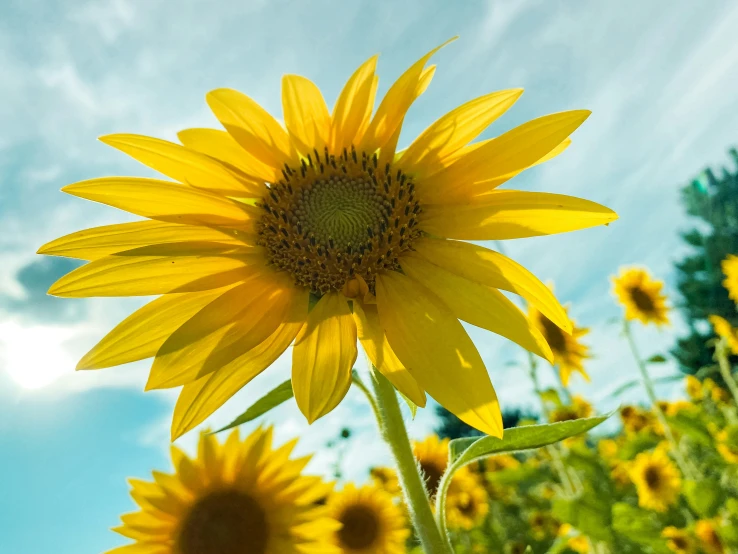 a bright sunflower in bloom with a blue sky background