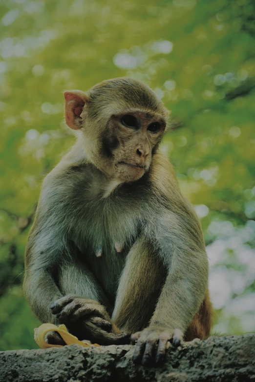 a macaron is sitting and looking up while eating a banana