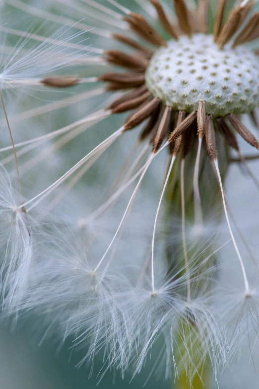 a close up of a white dandelion with seeds